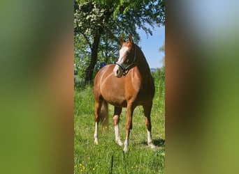 Bavarese, Giumenta, 12 Anni, 170 cm, Sauro scuro