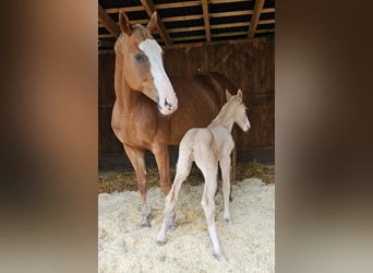 Bavarese, Giumenta, 12 Anni, 170 cm, Sauro scuro