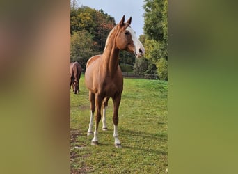 Bavarese, Giumenta, 12 Anni, 170 cm, Sauro scuro
