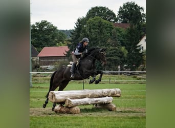 Bavarese, Giumenta, 13 Anni, 170 cm, Baio scuro