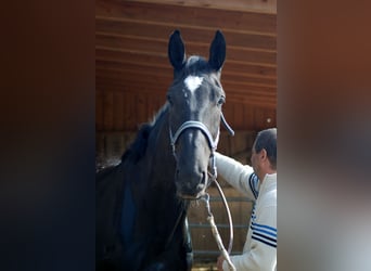 Bavarese, Giumenta, 14 Anni, 175 cm, Morello