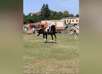 Bavarese, Giumenta, 14 Anni, 178 cm, Baio scuro