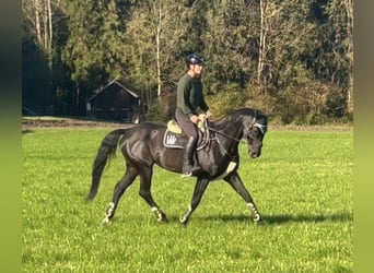 Bavarese, Giumenta, 15 Anni, 166 cm, Morello