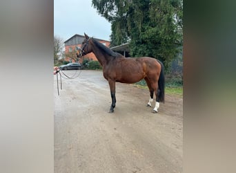 Bavarese, Giumenta, 15 Anni, 167 cm, Baio