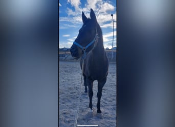 Bavarese, Giumenta, 15 Anni, 167 cm, Baio nero