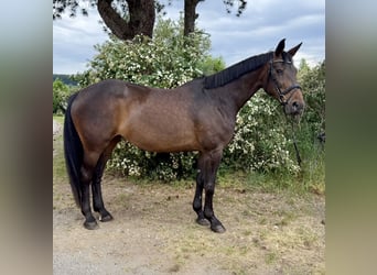 Bavarese, Giumenta, 15 Anni, 170 cm, Baio scuro