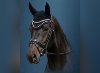 Bavarese, Giumenta, 15 Anni, 172 cm, Baio nero