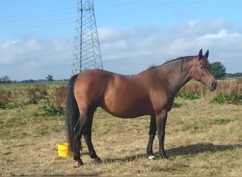 Bavarese, Giumenta, 16 Anni, 173 cm, Baio