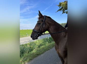 Bavarese, Giumenta, 17 Anni, 167 cm, Sauro scuro
