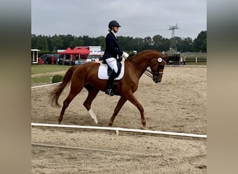 Bavarese, Giumenta, 17 Anni, 178 cm, Sauro