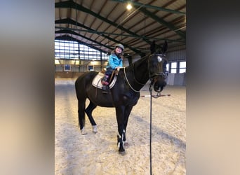 Bavarese, Giumenta, 18 Anni, 168 cm, Baio nero