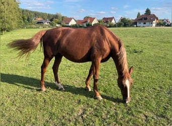 Bavarese, Giumenta, 19 Anni, 163 cm, Sauro