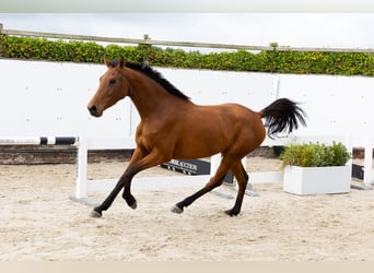 Bavarese, Giumenta, 3 Anni, 154 cm, Baio