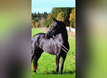 Bavarese, Giumenta, 4 Anni, 167 cm, Morello