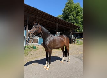 Bavarese, Giumenta, 5 Anni, 158 cm, Baio