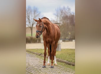 Bavarese, Giumenta, 5 Anni, 166 cm, Sauro scuro