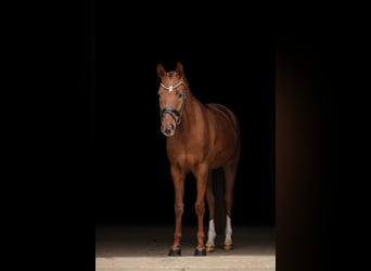 Bavarese, Giumenta, 5 Anni, 166 cm, Sauro scuro