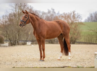 Bavarese, Giumenta, 5 Anni, 166 cm, Sauro scuro