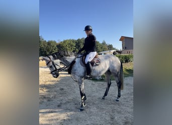 Bavarese, Giumenta, 6 Anni, 163 cm, Grigio pezzato