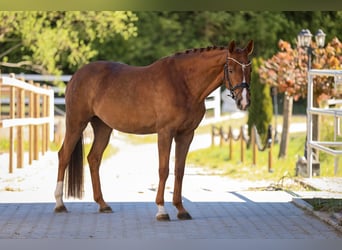 Bavarese, Giumenta, 6 Anni, 167 cm, Sauro scuro