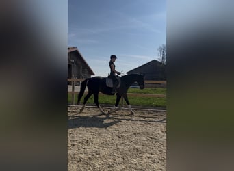 Bavarese, Giumenta, 6 Anni, 172 cm, Baio scuro