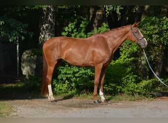 Bavarese, Giumenta, 7 Anni, 182 cm, Sauro