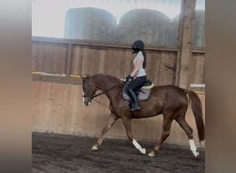 Bavarese, Giumenta, 9 Anni, 162 cm, Sauro