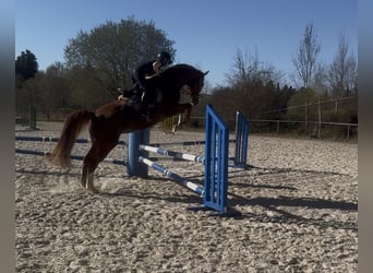 Bavarese, Giumenta, 9 Anni, 162 cm, Sauro
