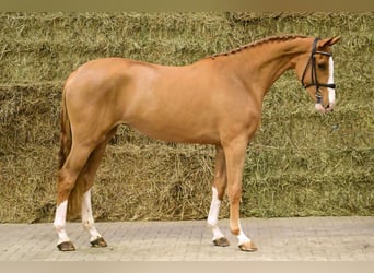 Bavarese, Stallone, 2 Anni, 164 cm, Sauro