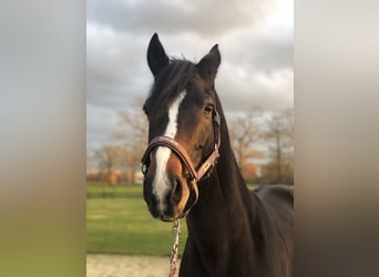 Bavarian Warmblood, Gelding, 10 years, 16,1 hh, Brown