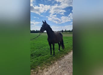 Bavarian Warmblood, Gelding, 10 years, 16.1 hh, Smoky-Black