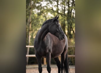 Bavarian Warmblood, Gelding, 10 years, 16.1 hh, Smoky-Black