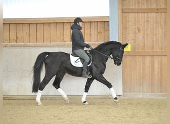 Bavarian Warmblood, Gelding, 10 years, 16,2 hh, Black