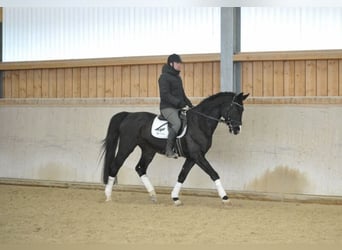 Bavarian Warmblood, Gelding, 10 years, 16,2 hh, Black