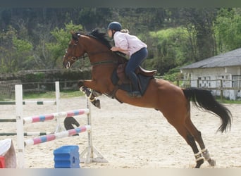 Bavarian Warmblood, Gelding, 10 years, 16 hh, Brown