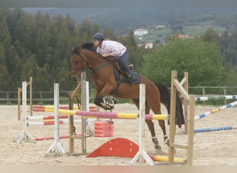 Bavarian Warmblood, Gelding, 10 years, 16 hh, Brown