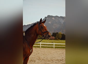 Bavarian Warmblood, Gelding, 10 years, 17.2 hh, Brown