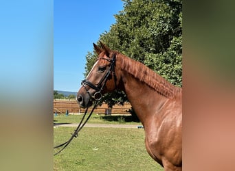 Bavarian Warmblood, Gelding, 11 years, 16,2 hh, Chestnut-Red