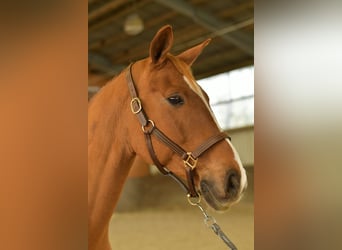 Bavarian Warmblood, Gelding, 11 years, 16 hh, Chestnut-Red