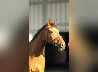 Bavarian Warmblood, Gelding, 11 years, 17 hh, Brown