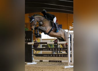 Bavarian Warmblood, Gelding, 11 years, 17 hh, Brown