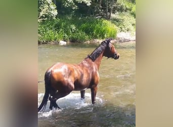 Bavarian Warmblood, Gelding, 11 years, 17 hh, Brown