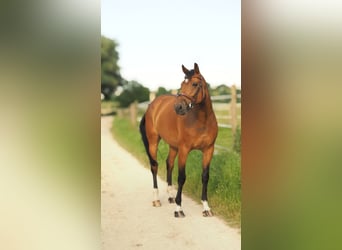 Bavarian Warmblood, Gelding, 11 years, 17 hh, Brown