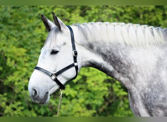 Bavarian Warmblood, Gelding, 11 years, 18 hh, Gray