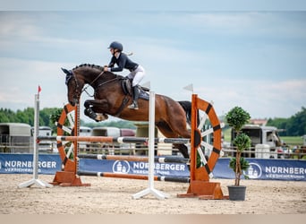 Bavarian Warmblood, Gelding, 12 years, 16.1 hh, Bay-Dark
