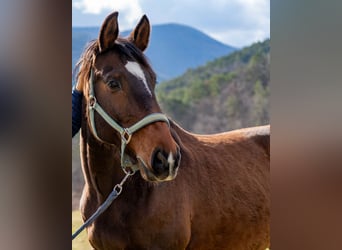 Bavarian Warmblood, Gelding, 12 years, 16,2 hh, Bay-Dark