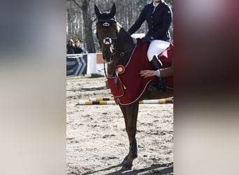 Bayerisches Warmblut, Wallach, 12 Jahre, 16,3 hh, Dunkelfuchs