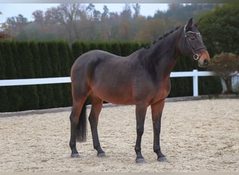 Bavarian Warmblood, Gelding, 12 years, 16 hh, Bay-Dark