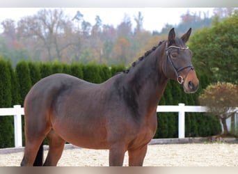 Bavarian Warmblood, Gelding, 12 years, 16 hh, Bay-Dark