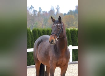 Bavarian Warmblood, Gelding, 12 years, 16 hh, Bay-Dark